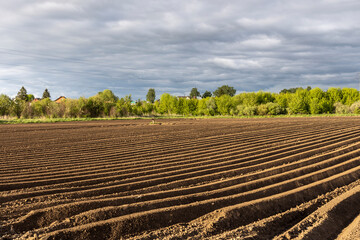 potato ridges dry under the warm rays of the spring sun, ridges of cultivated land,.plowed rows in the field,