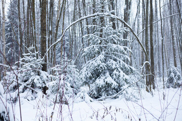snow-covered tall, fluffy Christmas trees in the forest