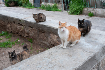 Four feral street cats eagerly await feeding on a stone wall.