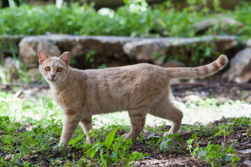 An orange, tiger-stripe feral cat strolls across a garden lawn.