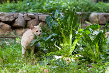 An orange, tiger-stripe feral cat samples vegetation in a Jerusalem garden.
