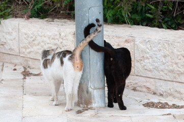 A pair of stray, Jerusalem street cats meet on a sidewalk and wrap tails around a lamp post.