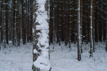 WINTER ATTACK - Snow in the pine forest