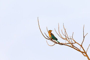 An Indian Roller Bird on perch with white background