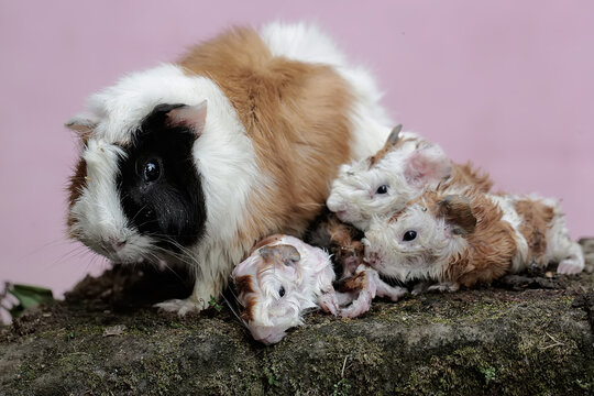 A female guinea pig mother is cleaning the body of her newborn babies. This rodent mammal has the scientific name Cavia porcellus.