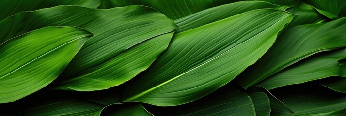 Close-up of the green, angular, pointed leaves of a sago palm. Geometric, green, abstract plant background. - obrazy, fototapety, plakaty