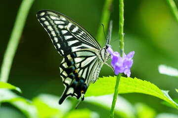 Swallowtail butterfly in a garden