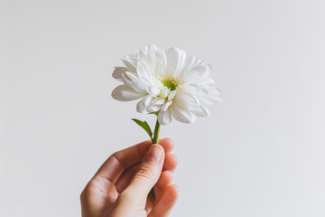 Hand holding with flower isolated on white background