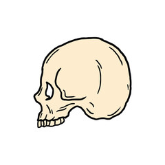 skull vector illustration template design