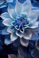 blue flower dahlia isolated on a black background. Close-up. Flower on a stem. Nature.