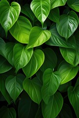 Fototapeta na wymiar Nature of green leaf in garden at summer under sunlight. Natural green leaves plants using as spring background environment ecology or greenery wallpaper