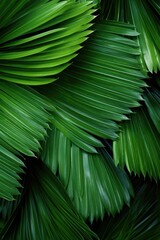 closeup nature view of green leaf and palms background. Flat lay, dark nature concept, tropical leaf
