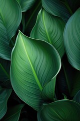 closeup nature view of green leaf and various background. Flat lay, dark nature concept, tropical leaf