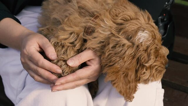 A cavapoo puppy sits in a woman's arms. Close-up.