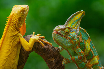 A male veiled chameleon and albino iguana crawling together on a curvy branch, natural bokeh background