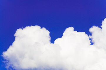 Bird against blue sky, white puffy clouds in the sky next to the bird