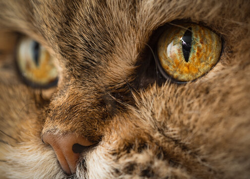Macro cat eye and nose portrait