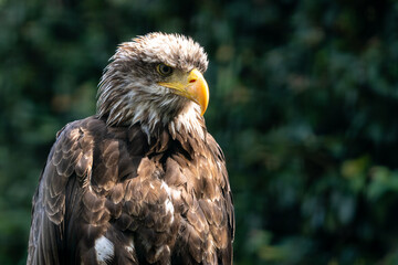 Weisskopfseeadler