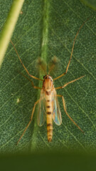 A brown insect with feathers on its head perched on a green leaf.