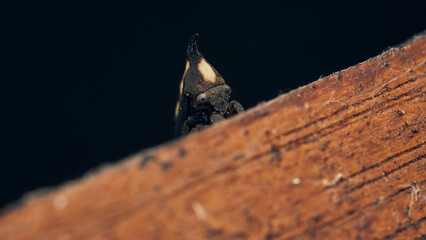Details of a black enchenopa walking through a wood.