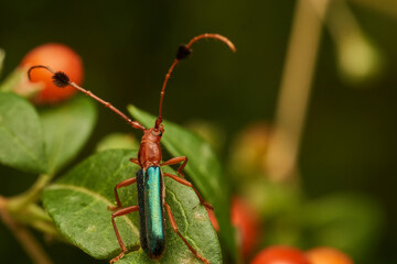 Insect known as guitar eater perched on a brown branch (Compsocerus violaceus)