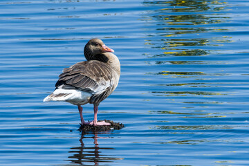 Graugänse bei einer Rast in der Abendsonne © Karin Jähne