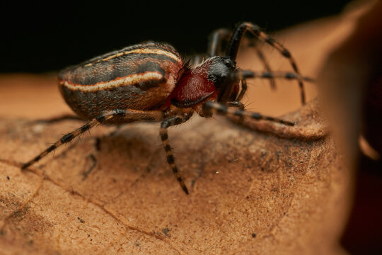 Green and black spider walking on a brown dry leaf