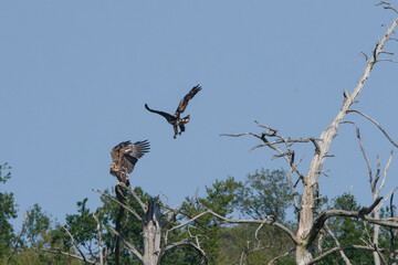 2 junge Seeadler beim Streit