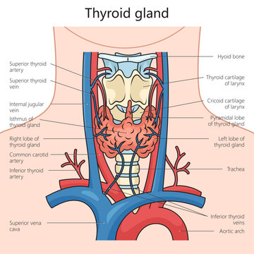 Human thyroid gland structure diagram hand drawn schematic vector illustration. Medical science educational illustration
