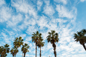 Obraz premium Palm trees with blue sky in Barcelona, Spain 2023 November 