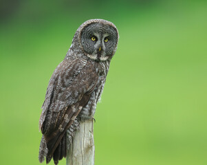 Great grey Owl