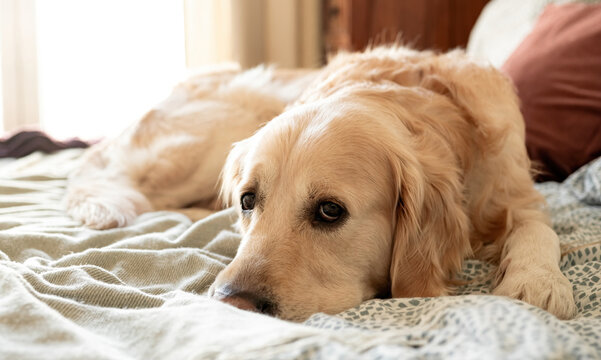 Adorable Golden Retriever Dog Lying On Bed