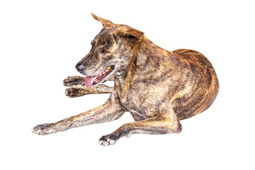 Close-up of head tiger-striped brown dog is lying sleep on cut out PNG. Stray dog sleep on outside floor happily. In morning in middle of a road with no cars passing by.