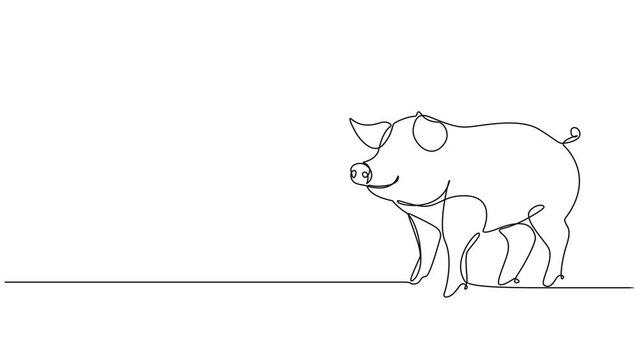 animated continuous single line drawing of domestic pig, line art animation