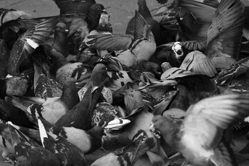 Grayscale shot of a flock of city pigeons