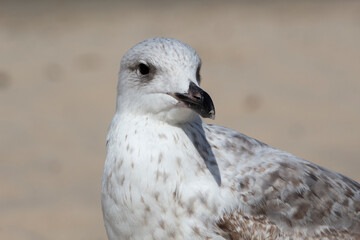 seagull on the sandy beach