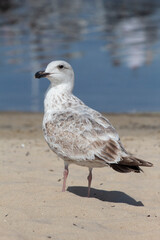 seagull on the beach