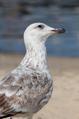 seagull on the sandy beach