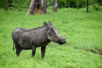 Naklejka na ściany i meble A warthog in a nature reserve in Zimbabwe.