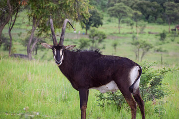 An adult sable antelope in a nature reserve in Zimbabwe