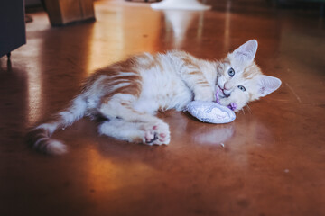 Portrait d'un mignon petit bébé chaton tigré roux à la maison	