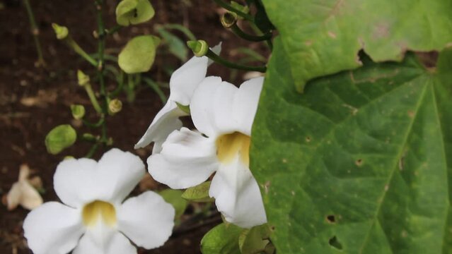 Flower of Mandevilla sanderi white color, and some bee flying around. This flower also called as Brazilian jasmine.
