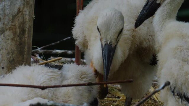 Close up of Baby storks sitting in a nest and grooming on a sunny day in spring