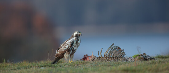 Common Buzzard