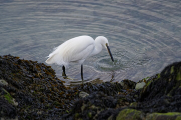 gros plan sur une aigrette blanche dans les rochers à marée basse