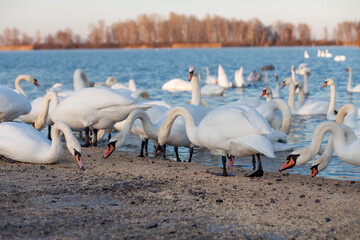 A flock of swan eating corn and grain at the banks of the River Dnipro, Ukraine. Wintering swans. - 702759263