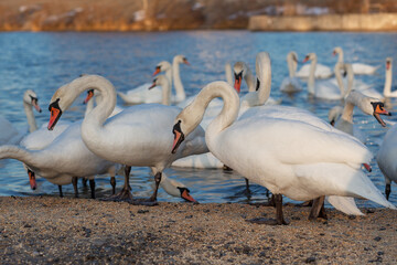 A flock of swan eating corn and grain at the banks of the River Dnipro, Ukraine. Wintering swans. - 702759414