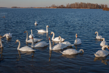 White swans flock floating in river Dnipro, Ukraine. Wintering swans. - 702759894
