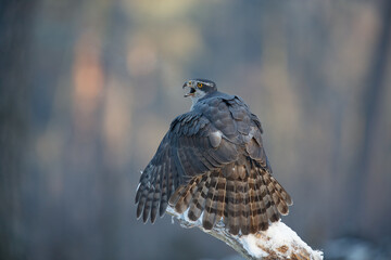 Northern Goshawk