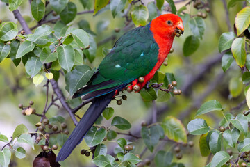 Australian King Parrot in Victoria Australia
